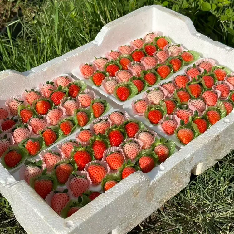 【顺丰空运部分地区次日达】奶油草莓+粉玉双拼现摘现发空运上门
