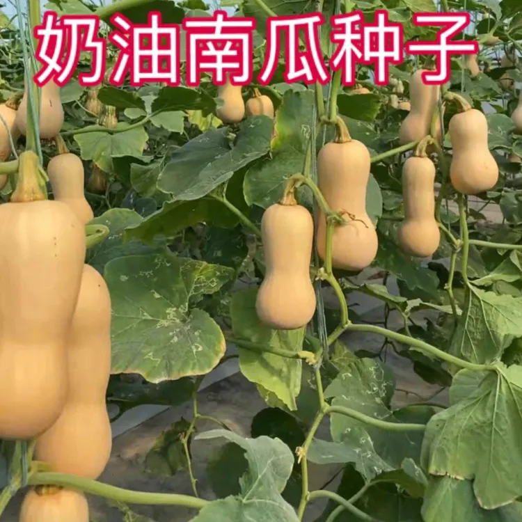 【奶油南瓜种子】家庭阳台种植盆栽地栽四季种植易种易活