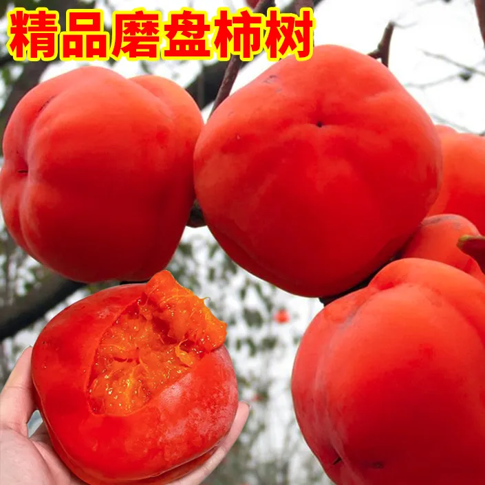 磨盘火晶柿子水果树苗脆甜柿子苗树嫁接苗当年结果特大南北方种植