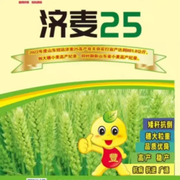 矮杆大穗抗寒高产适应行适应性广鲁研济麦25南北通用国审小麦种