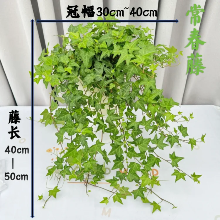 常春藤吊兰室内外垂吊绿植可水培土培净化空气四季常青植物盆栽花