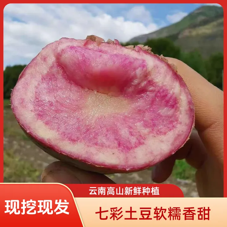 新鲜七彩土豆云南高山种植软糯香甜洋芋马铃薯
