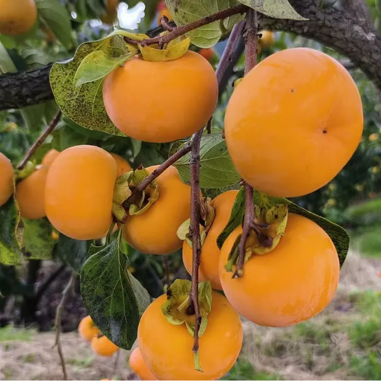 正宗南丹脆柿子当季新鲜水果现摘现发大果脆柿子