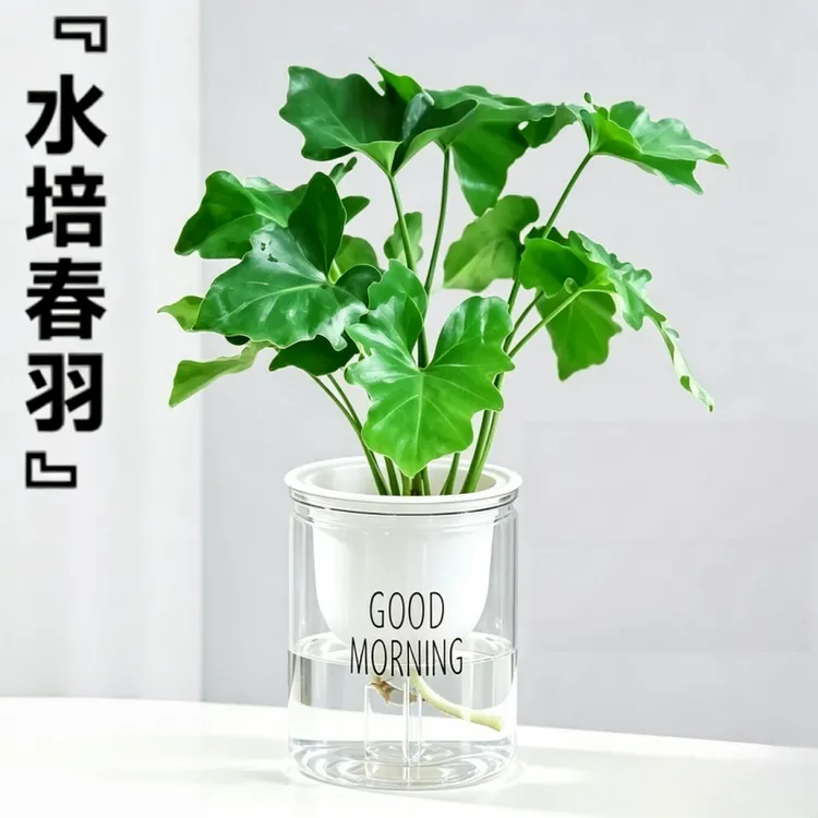 【春羽】水培绿植客厅阳台室内办公室绿植盆栽绿植春羽植物商品图