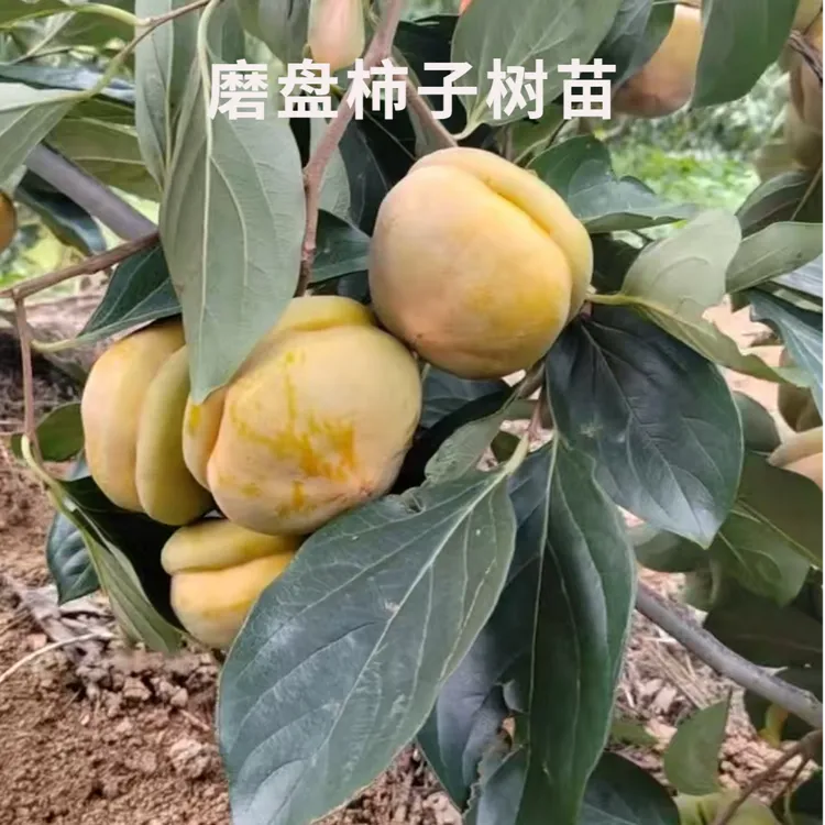 特大磨盘柿子树苗无籽中华巨柿树苗南北方种植盆栽庭院