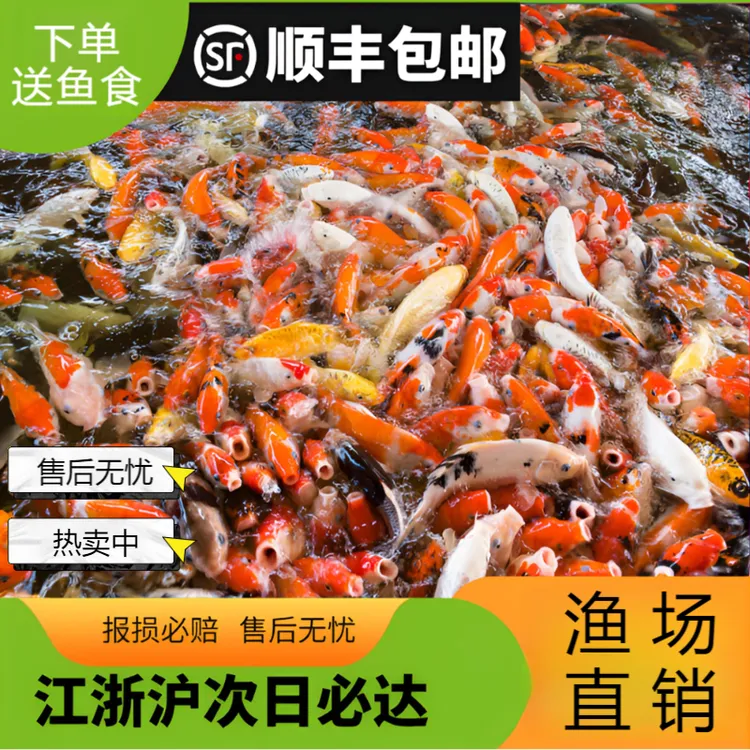 红草金鱼5-7厘米25条顺丰包邮观赏鱼锦鲤冷水鱼淡水鱼锦鲫红草