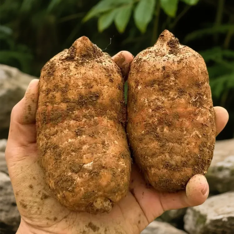 天麻恩施新鲜天麻仿野生种植深山煲汤天麻天麻新鲜野天麻正宗