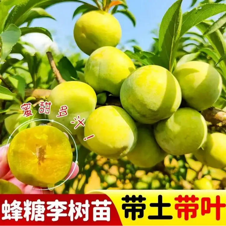 正宗蜂糖李子盆栽果树阳台庭院耐热好养商品图