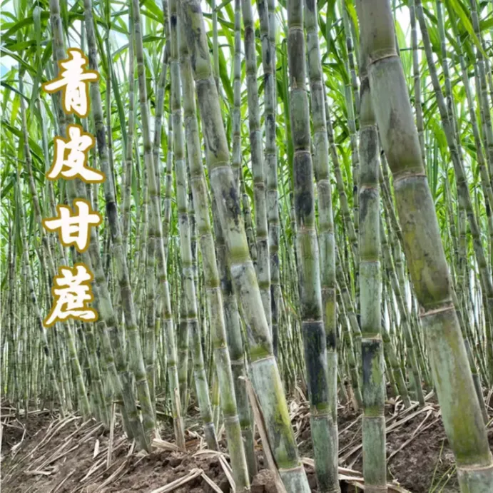 湖北荆州青皮甘蔗当季新鲜现砍现发脆甜绿皮孕妇煮茶水果去皮甘蔗