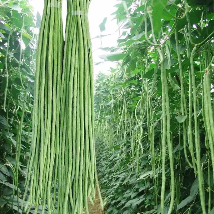 瀑布长豆角种子豇豆种子春播夏播秋播长豇豆种子摘不败豆角种子商品图