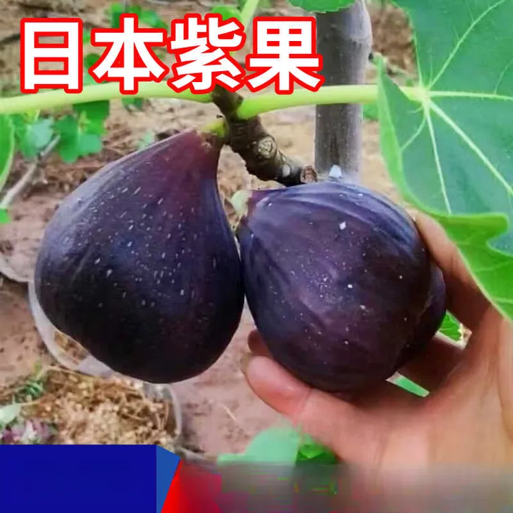 日本紫果无花果树苗南北方地栽庭院盆栽种植嫁接大果树苗