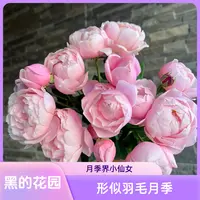 黑哥的花园羽毛月季耐热抗病四季变色勤花单花花期长被称为小仙女