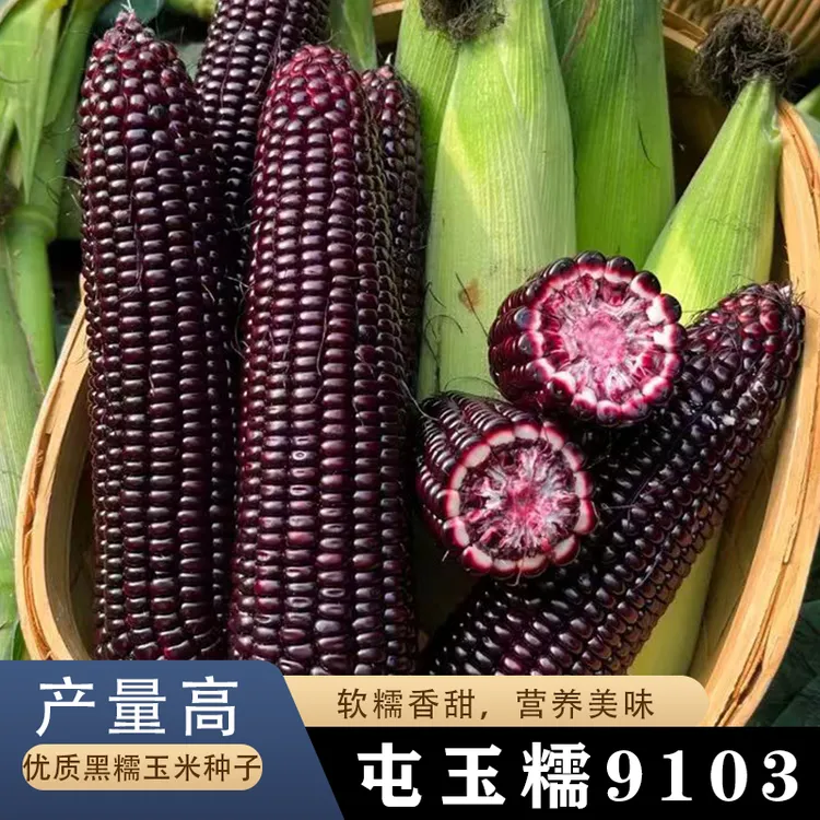 黑糯黑玉米种子大全水果糯米种籽东北甜糯玉米超甜孑香粘黏紫色白