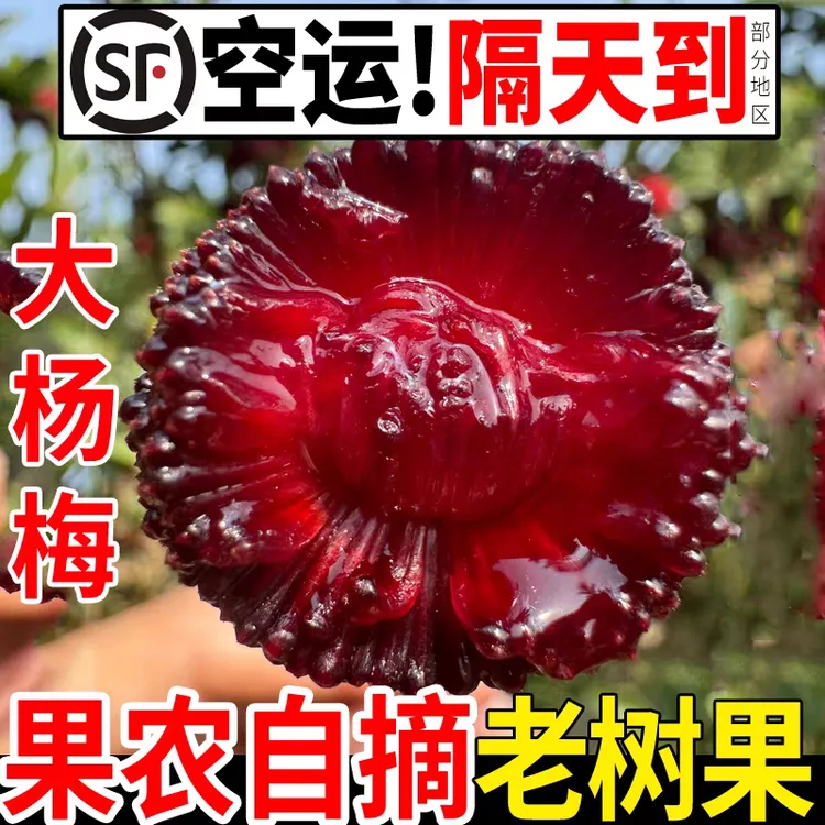 【东魁杨梅】高山东魁杨梅4斤香甜爆汁新鲜应季水果