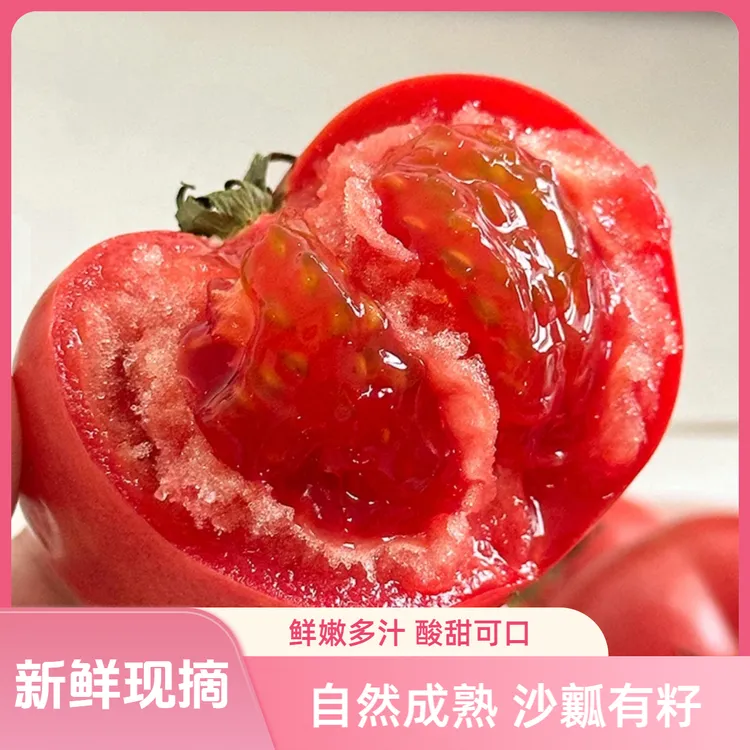 云南种植新鲜现摘西红柿自然熟沙瓤西红柿可生吃酸甜皮薄多汁番茄