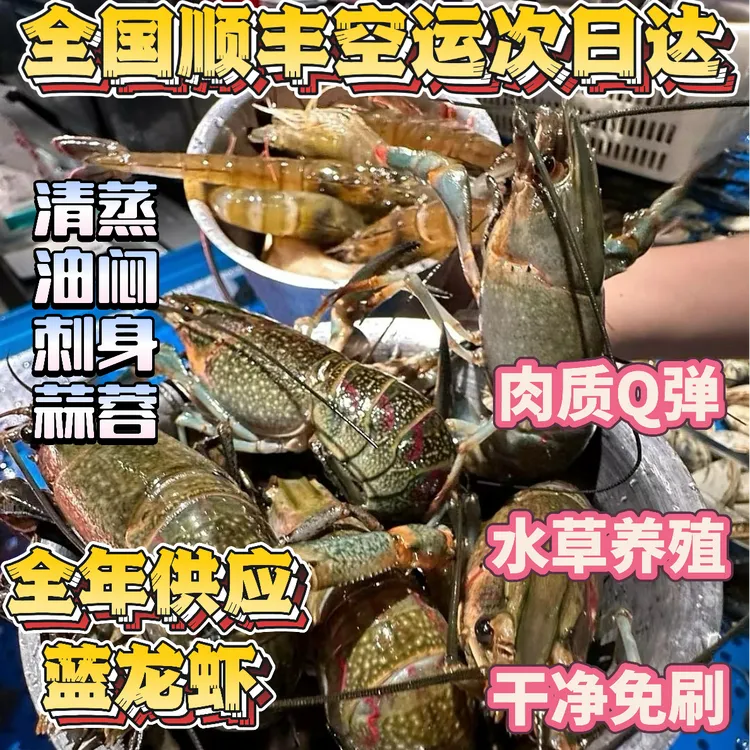 1斤1-1.5两大号澳洲蓝龙虾【顺丰空运】全国发货，活发包肥包鲜