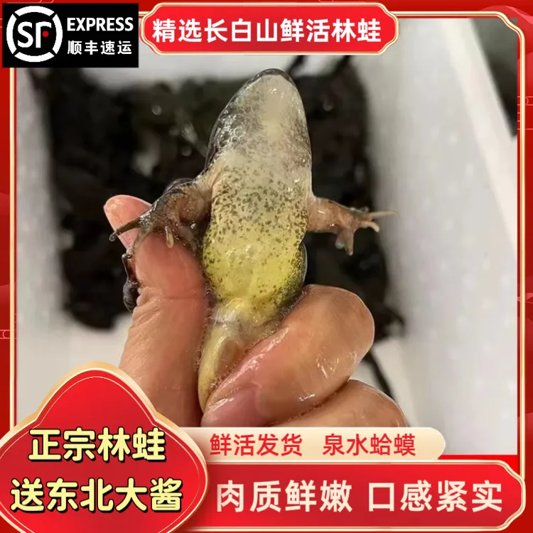 东北林蛙（公）蛤蟆肉质鲜嫩【顺丰包邮】保鲜不保活