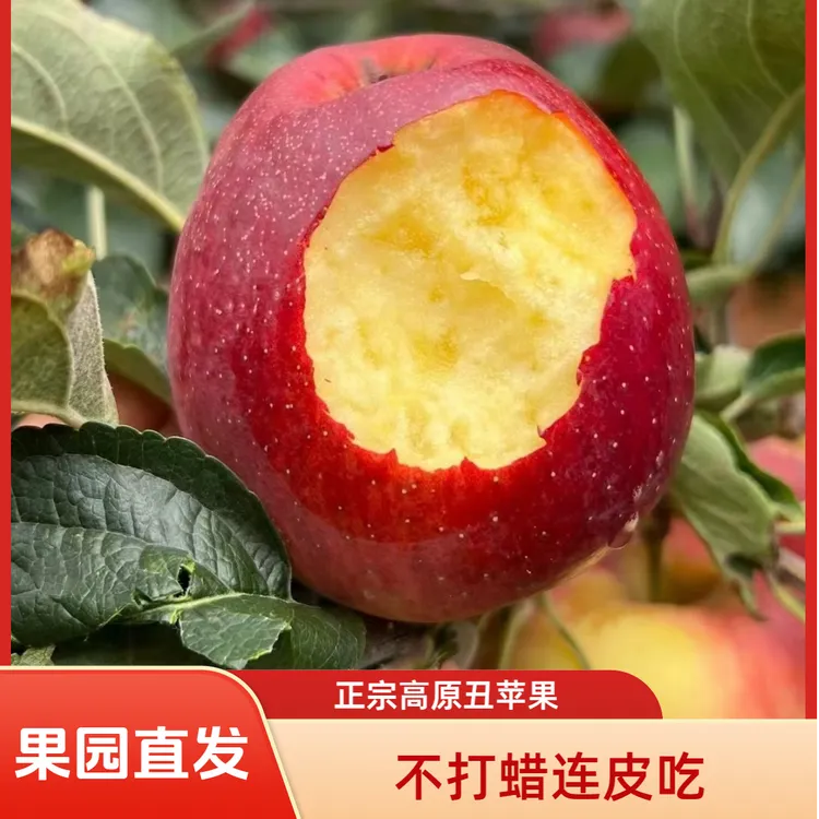 2025云南昭通丑苹果冰糖心苹果新鲜水果脆甜多汁果园现摘现发