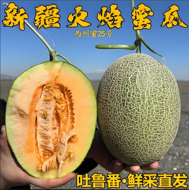 新疆西州蜜25号哈密瓜 脆甜爽口 现摘现发