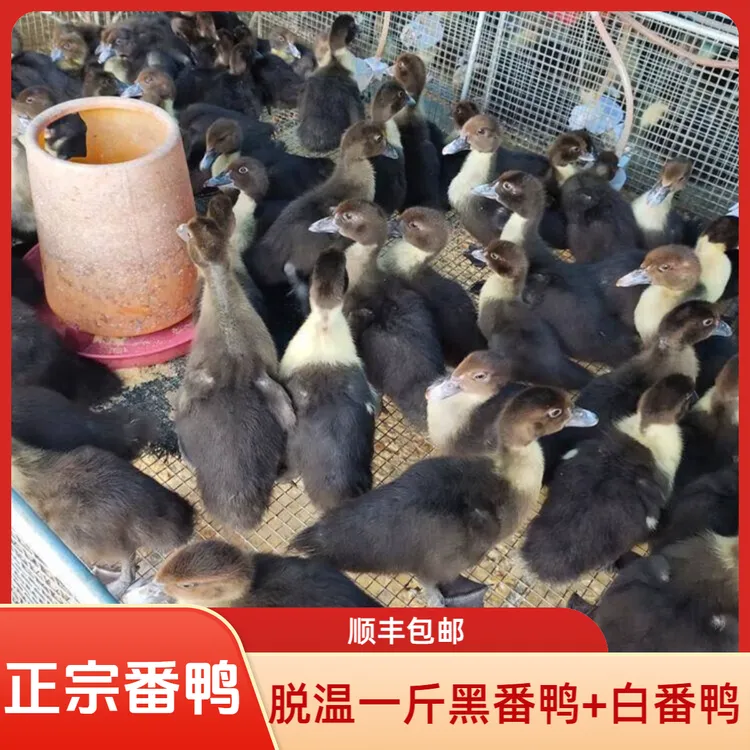 脱温1斤大种红头番鸭西洋鸭旱鸭豚鸭正宗非洲雁鸭子脱温顺丰发货