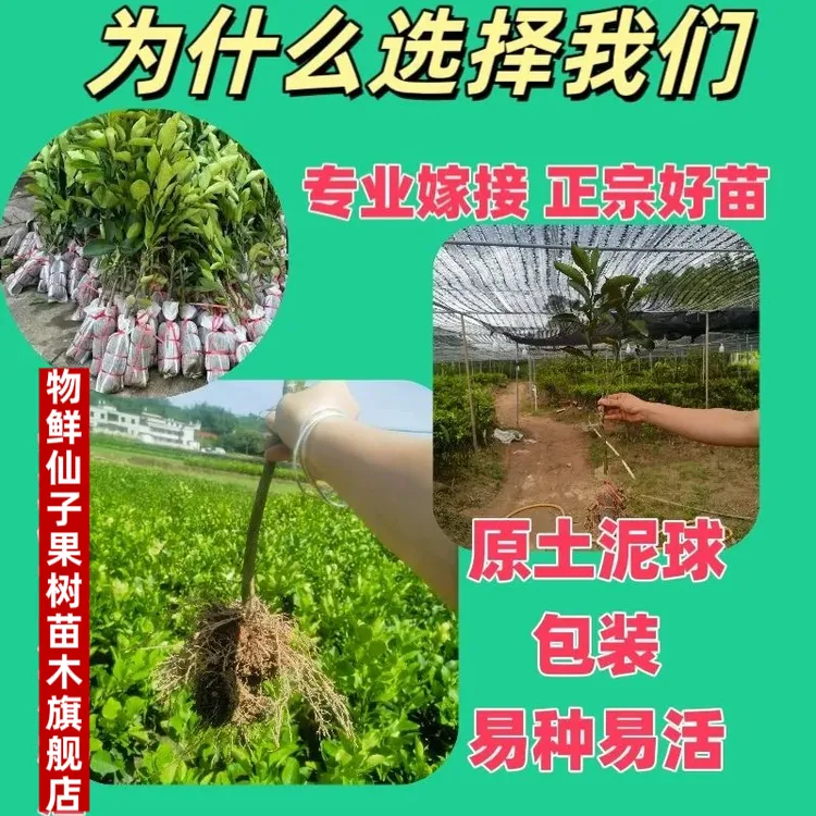 正宗广西容县沙田柚嫁接树苗红心蜜柚果树苗对版柚子树苗桂柚一号