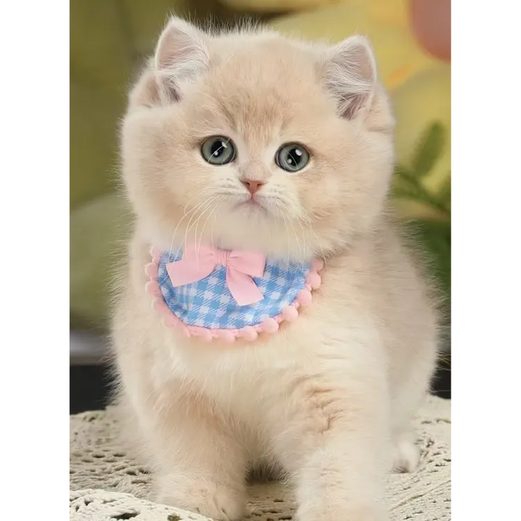 【好宠憬】宠物猫咪活体专用链接