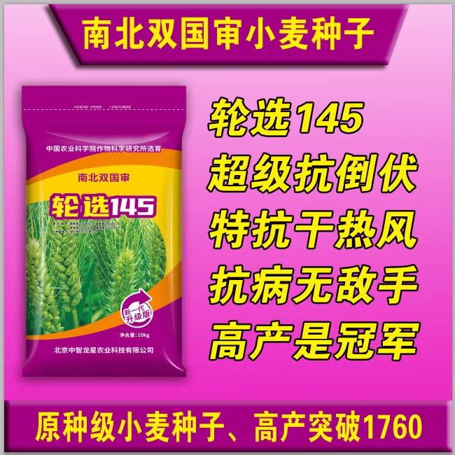 矮杆大穗抗冻抗旱抗倒伏品种双国审轮选145