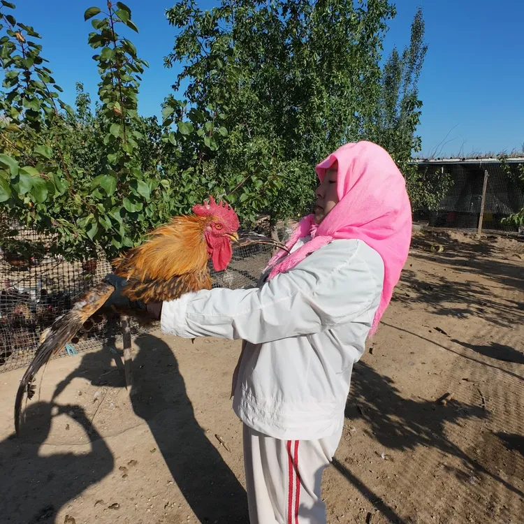 一年半散养果园溜达走地大公鸡土鸡