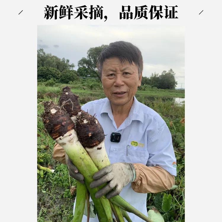2.5KG广东台山百年传承本土槟榔大香芋不使用化肥农药除草剂