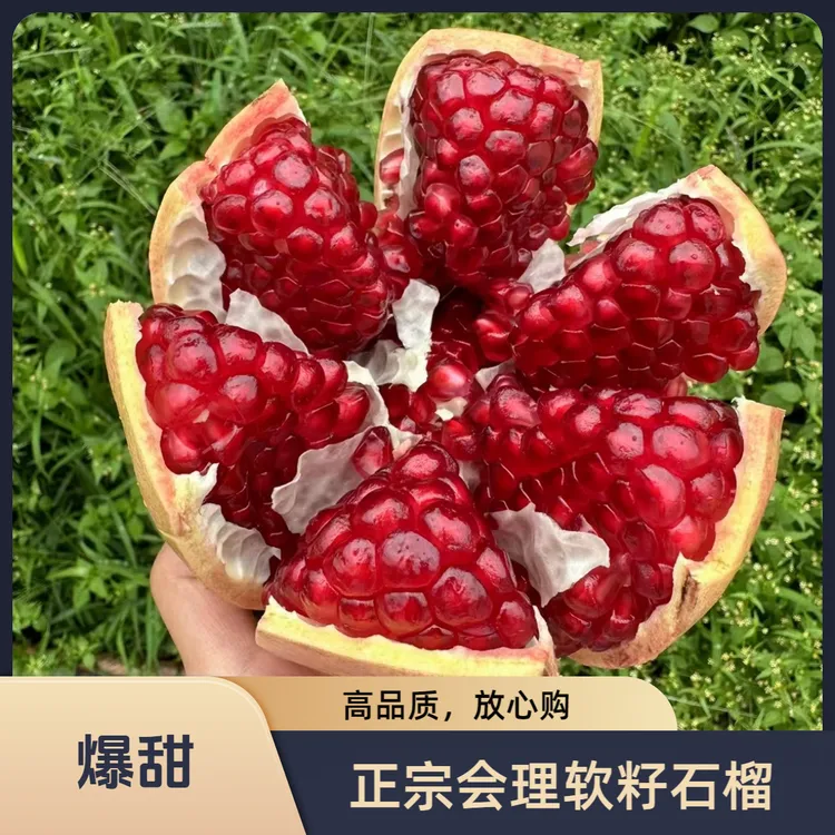 正宗四川会理 软籽石榴 现摘现发新鲜当季水果鲜甜多汁