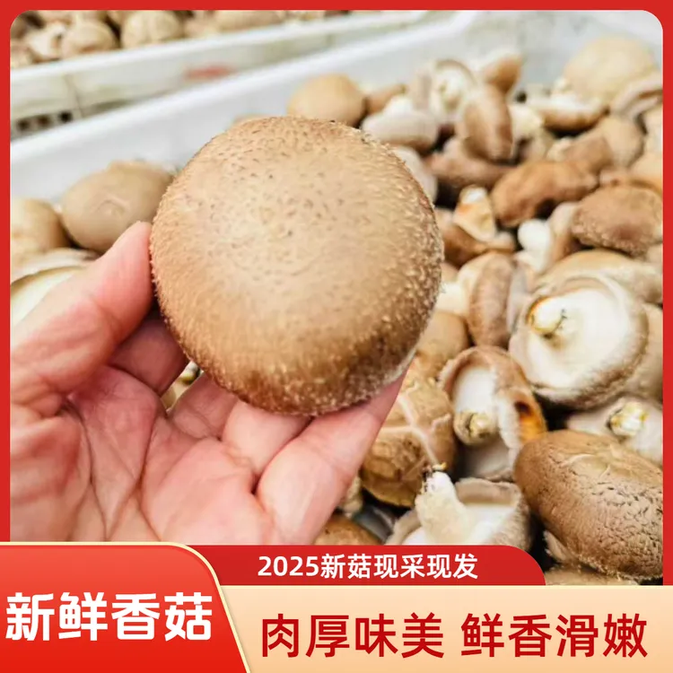 【随州鲜香菇】2025新菇非干货现采现发肉厚味美净重3斤顺丰包邮