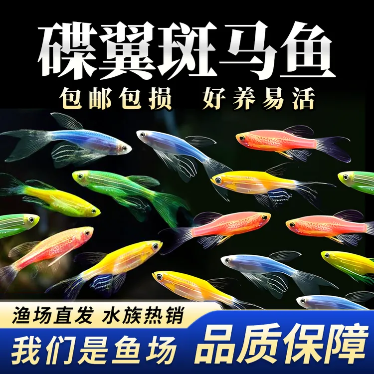 高端碟翼蝶翼长尾斑马鱼观赏鱼热带鱼活体鱼【渔场发货】