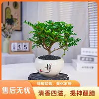 清香胡椒木盆景清香木盆栽胡椒木防蚊绿植室内外四季好养净化空气
