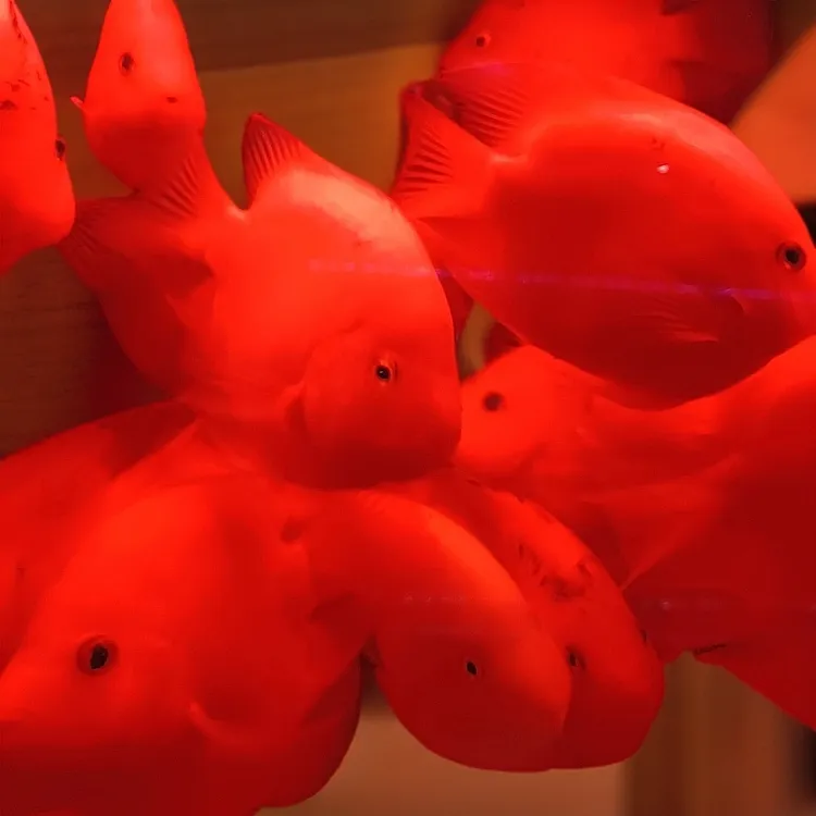 红黄宽体财神观赏鱼小鱼好养耐活热带淡水鱼鹦鹉鱼鱼鲜活观赏鱼