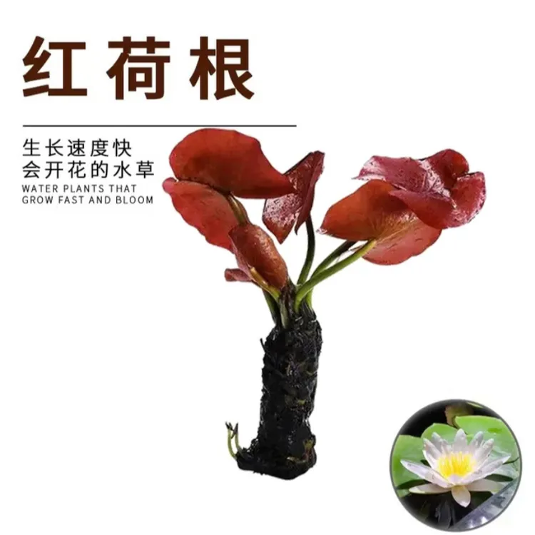 红荷根水草植物水草沉水植物鱼缸水培懒人易养阴性植物红色后景商品图