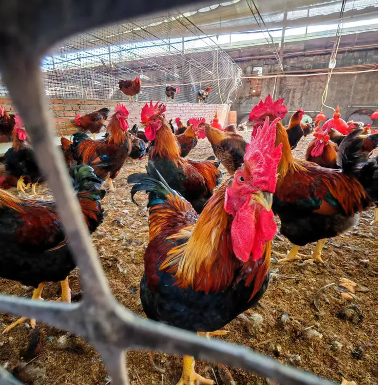 八斤以上散养大骨鸡大连旅顺铁山宠物鸡京东直达