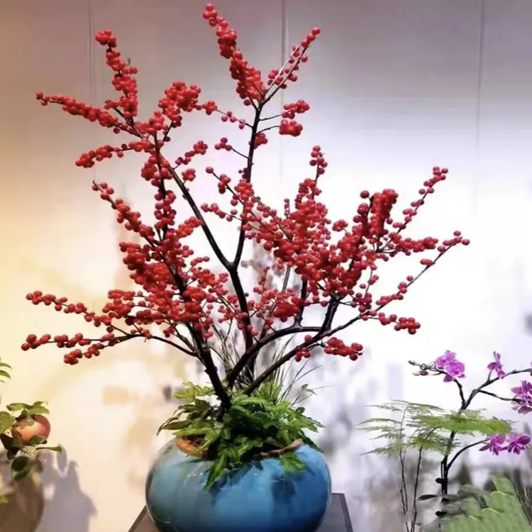 1号北美冬青耐寒耐热红果年宵花卉（快递中轻微掉果挤压属于正常）