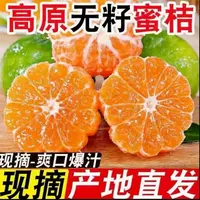 高山青皮蜜橘新鲜当季水果酸甜多汁薄皮无籽