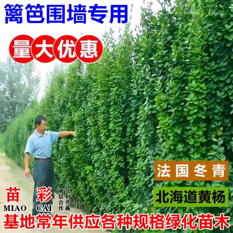 围墙篱笆植物大叶北海道黄杨苗冬青树苗四季常青耐寒庭院绿篱树苗