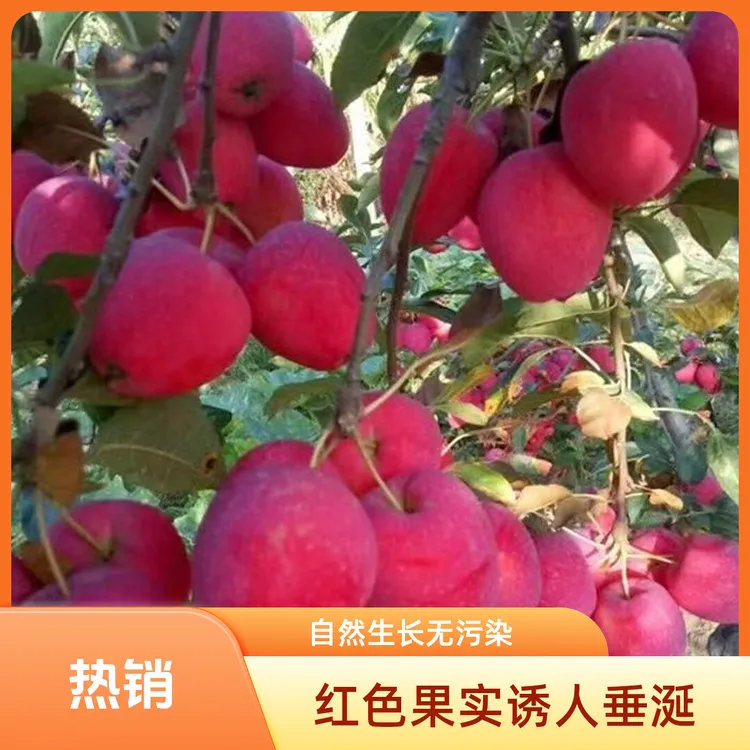 Q东北特产鸡心果锦绣海棠脆甜多汁新鲜采摘包邮