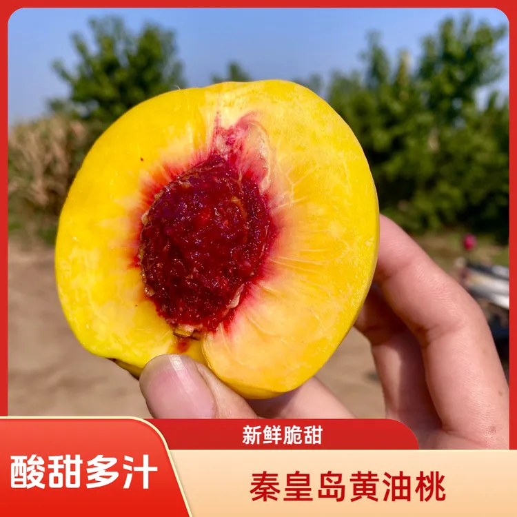秦皇岛大丑桃晚熟新鲜脆甜大杏梅细嫩油桃大果多汁万寿红孕妇水果