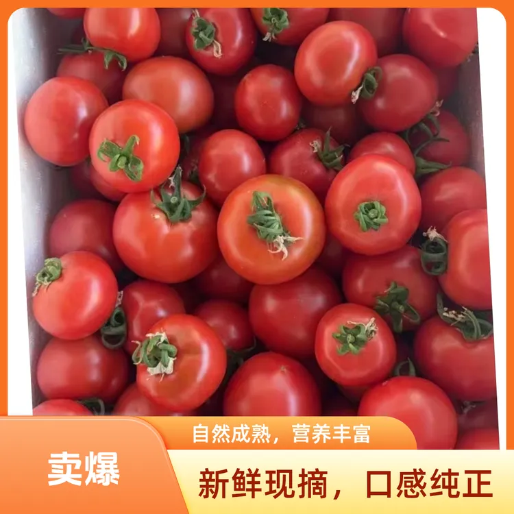 【达龙农场】西红柿铁皮番茄圣女果山东新鲜农场现发代餐的味道千禧