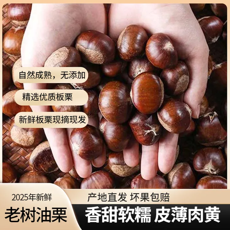 【坏果包赔】2025年高山新鲜老树油栗子 大别山野山小板栗香甜软糯