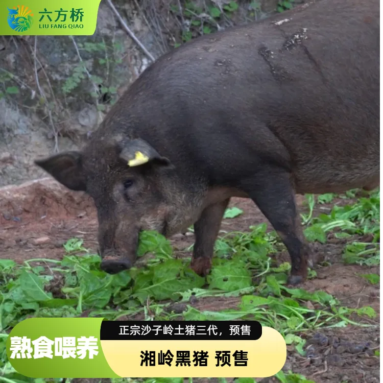 农家散养湘岭黑猪土猪肉  熟食喂养 湘岭黑猪 老少皆宜  顺丰冷链