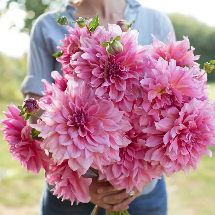 直播大丽花种球 连体球大丽花球根 多年生 四季栽种花卉年年花开