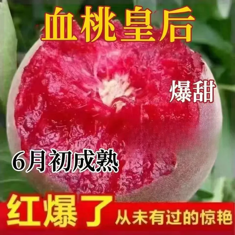 新品种嫁接血桃皇后桃树苗南方北方庭院种植地栽盆栽当年结果树苗