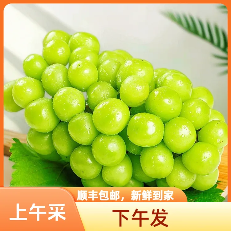 （甜蜜的艺术）产地直发江浙沪皖次日达应季水果精选晴王顺丰包邮