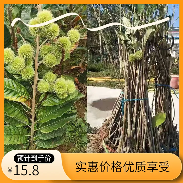 曲迪板栗树嫁接苗大红袍油栗南北方种植