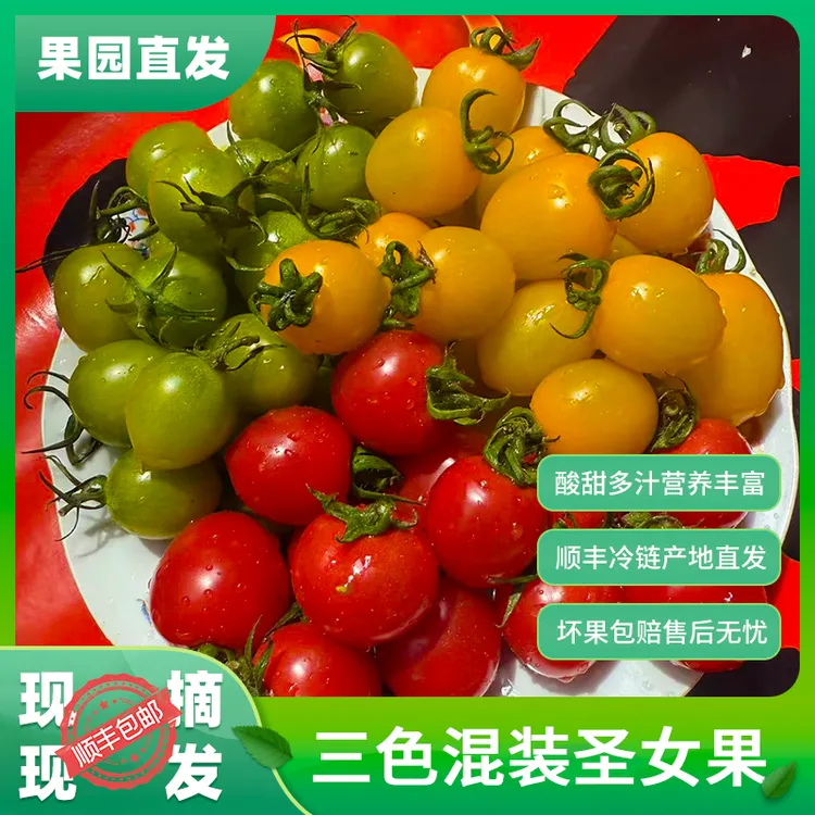 新鲜三色小番茄酸甜多汁圣女果小柿子山东果园现摘现发顺丰包邮