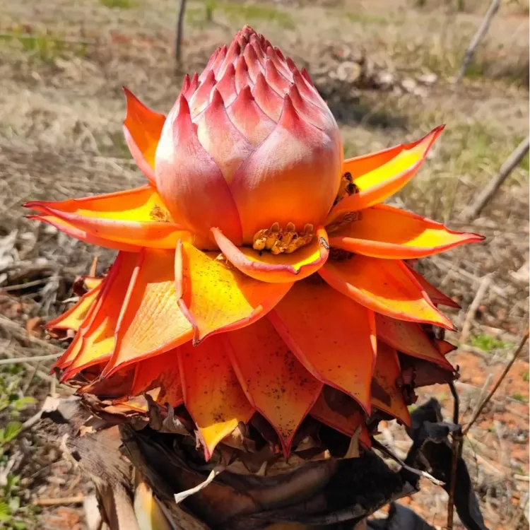 【视频】地涌红莲花卉绿植地涌金莲庭院养花